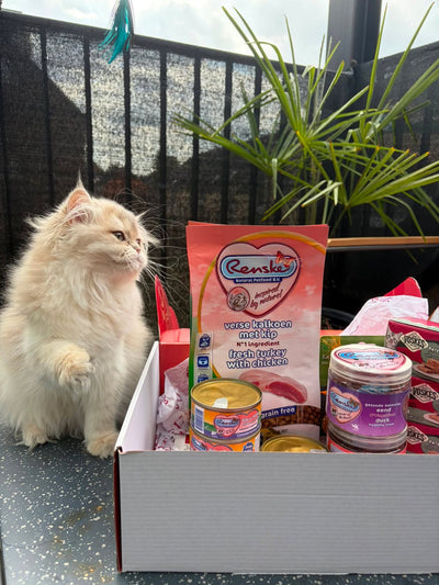 Kitten miauwbox