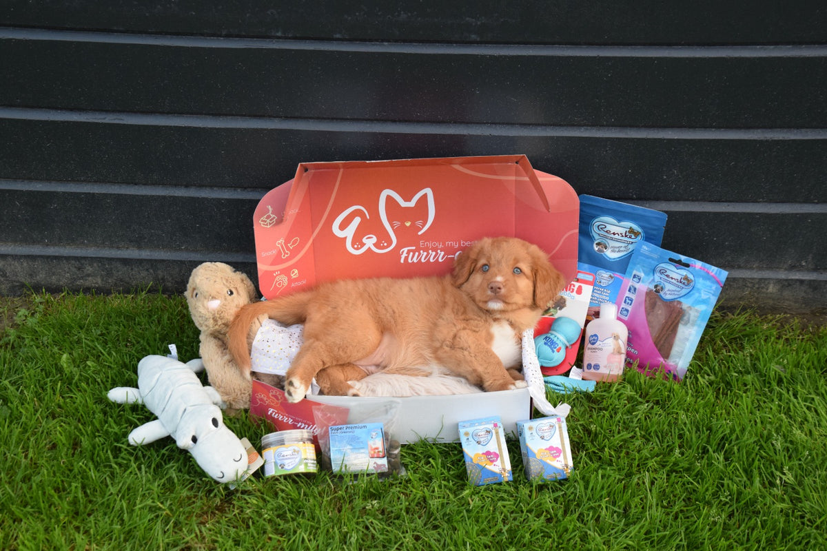Puppy WoefBox